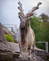 Markhor the beauty - Pakistan